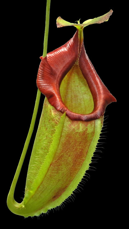 N. spathulata x flava – assorted clones: BE-4048 *Pre-Order*