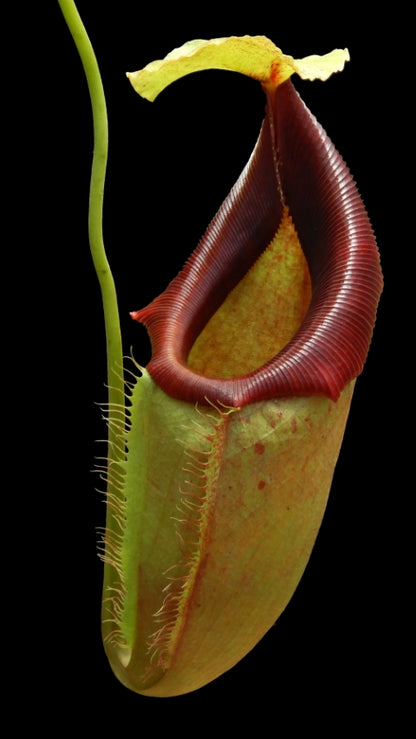 N. spathulata x flava – assorted clones: BE-4048 *Pre-Order*