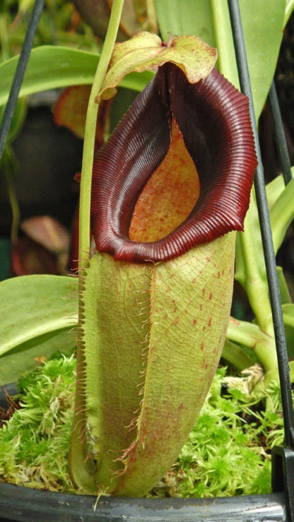 N. spathulata x flava – assorted clones: BE-4048 *Pre-Order*