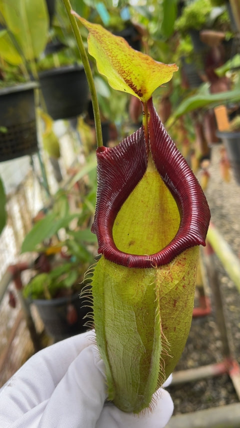 N. spathulata x flava – assorted clones: BE-4048 *Pre-Order*