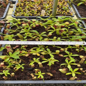N. spathulata x flava – assorted clones: BE-4048 *Pre-Order*