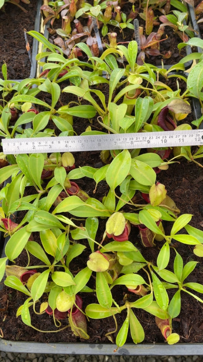 N. spathulata x flava – assorted clones: BE-4048 *Pre-Order*