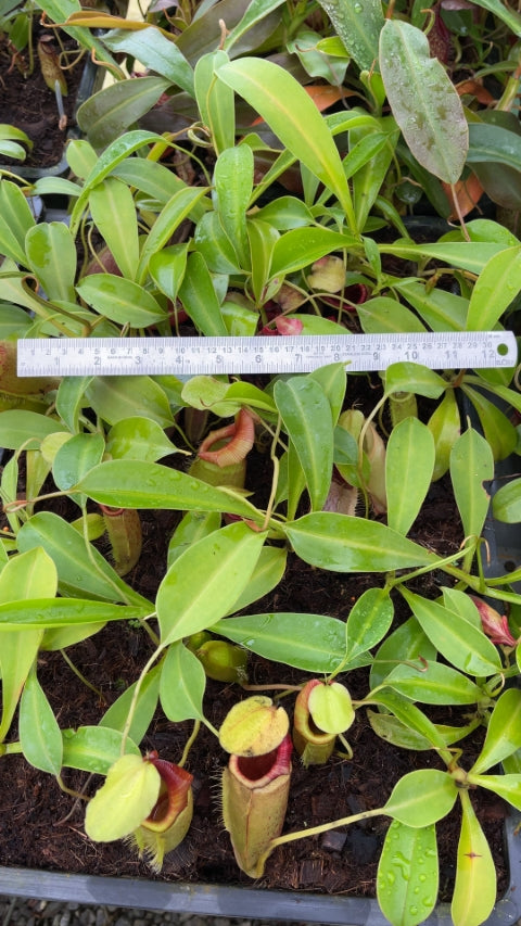 N. spathulata x flava – assorted clones: BE-4048 *Pre-Order*