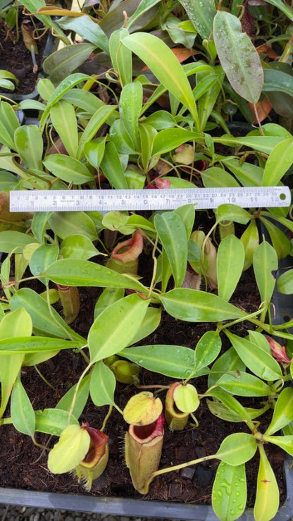 N. spathulata x flava – assorted clones: BE-4048 *Pre-Order*