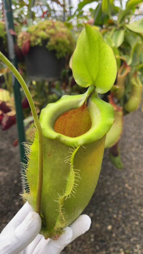 N. spathulata x ampullaria – solid green: BE-4050