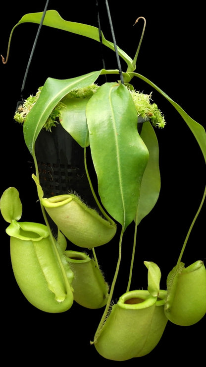 N. spathulata x ampullaria – solid green: BE-4050 *Pre-Order*