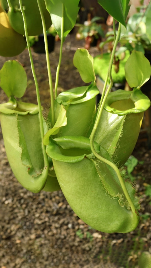 N. spathulata x ampullaria – solid green: BE-4050 *Pre-Order*
