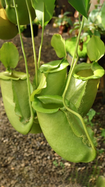 N. spathulata x ampullaria – solid green: BE-4050 *Pre-Order*