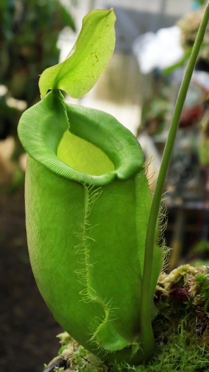 N. spathulata x ampullaria – solid green: BE-4050 *Pre-Order*