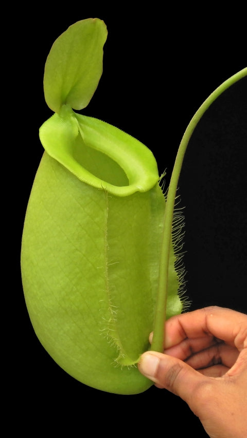 N. spathulata x ampullaria – solid green: BE-4050 *Pre-Order*