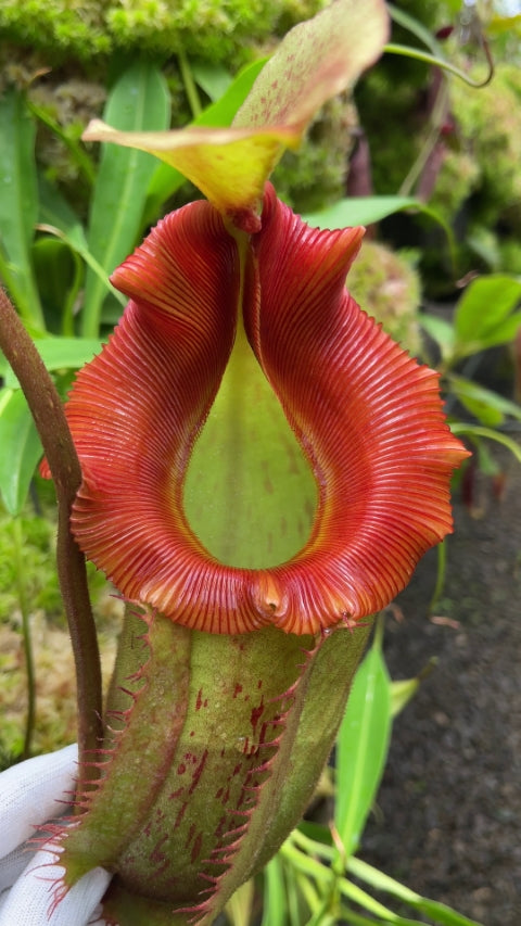 N. veitchii x (burbidgeae x edwardsiana) - assorted clones: BE-4053