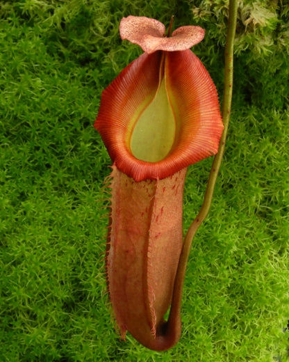 N. veitchii x (burbidgeae x edwardsiana) - assorted clones: BE-4053 *Pre-Order*