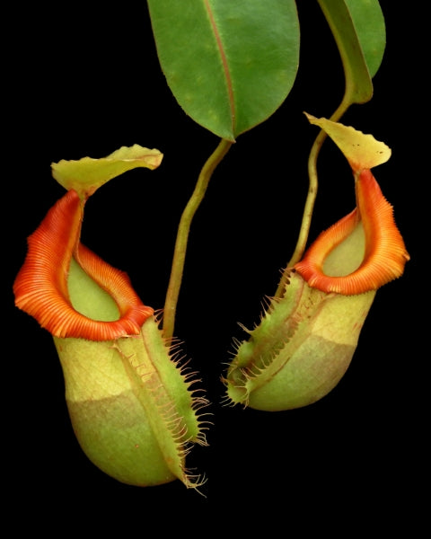 N. veitchii x (burbidgeae x edwardsiana) - assorted clones: BE-4053 *Pre-Order*