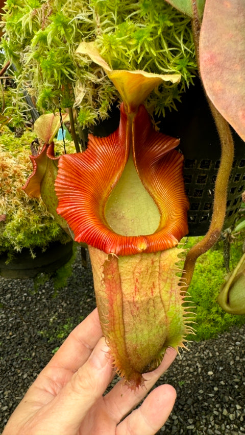 N. veitchii x (burbidgeae x edwardsiana) - assorted clones: BE-4053 *Pre-Order*