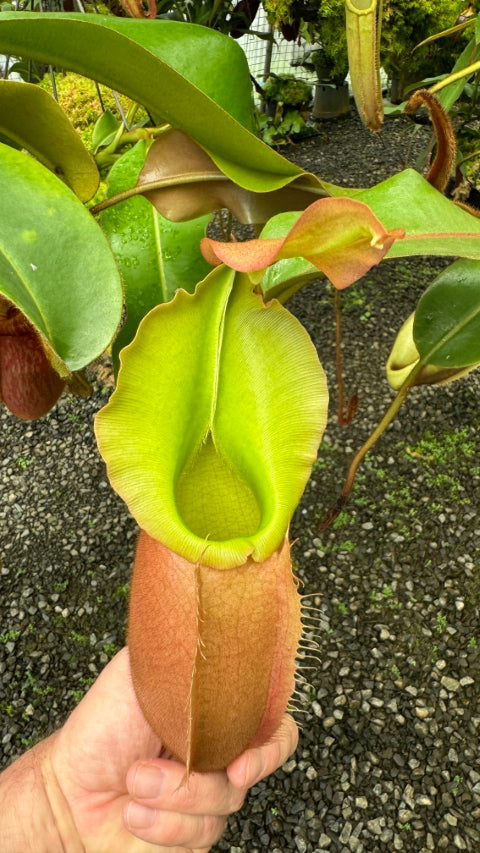 N. veitchii x (burbidgeae x edwardsiana) - assorted clones: BE-4053 *Pre-Order*