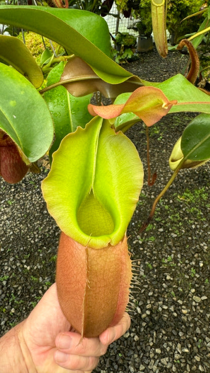 N. veitchii x (burbidgeae x edwardsiana) - assorted clones: BE-4053 *Pre-Order*