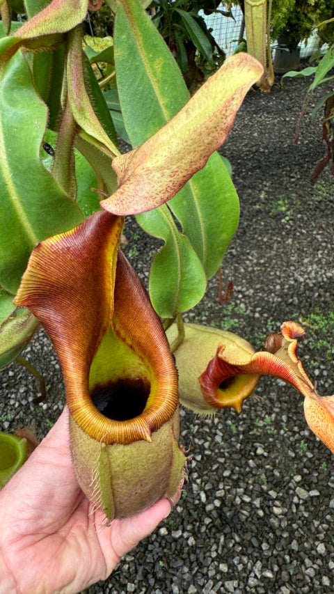 N. veitchii x (burbidgeae x edwardsiana) - assorted clones: BE-4053 *Pre-Order*