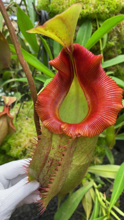 N. veitchii x (burbidgeae x edwardsiana) - assorted clones: BE-4053 *Pre-Order*