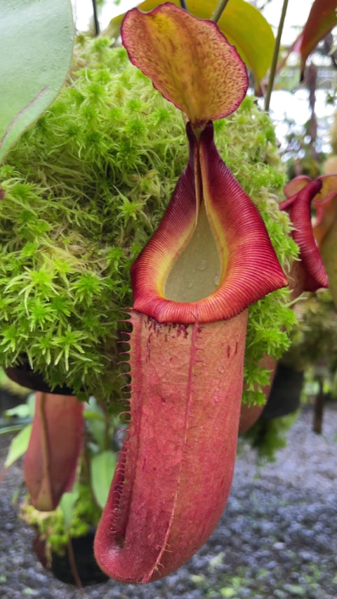 N. veitchii x (burbidgeae x edwardsiana) - assorted clones: BE-4053 *Pre-Order*