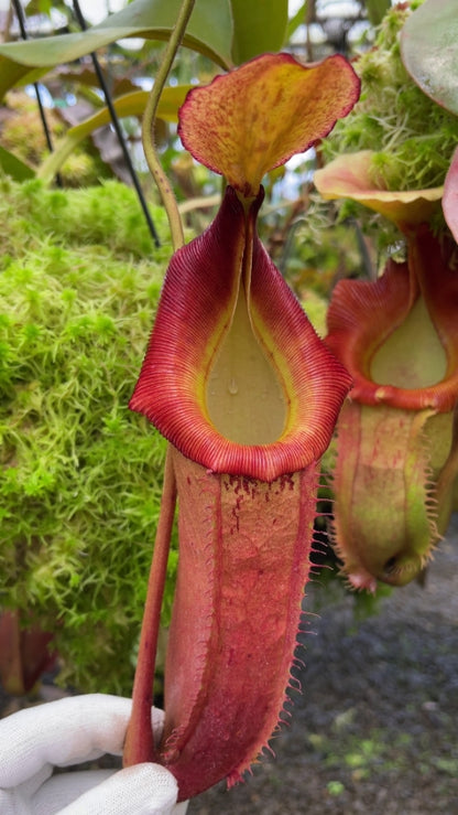 N. veitchii x (burbidgeae x edwardsiana) - assorted clones: BE-4053 *Pre-Order*