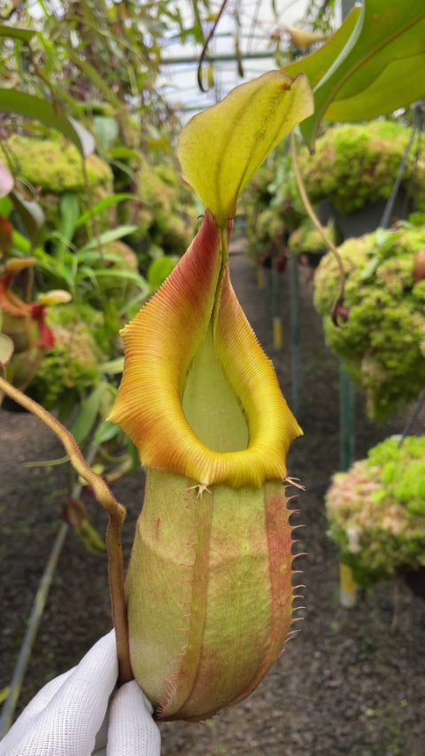 N. veitchii x (burbidgeae x edwardsiana) - assorted clones: BE-4053 *Pre-Order*