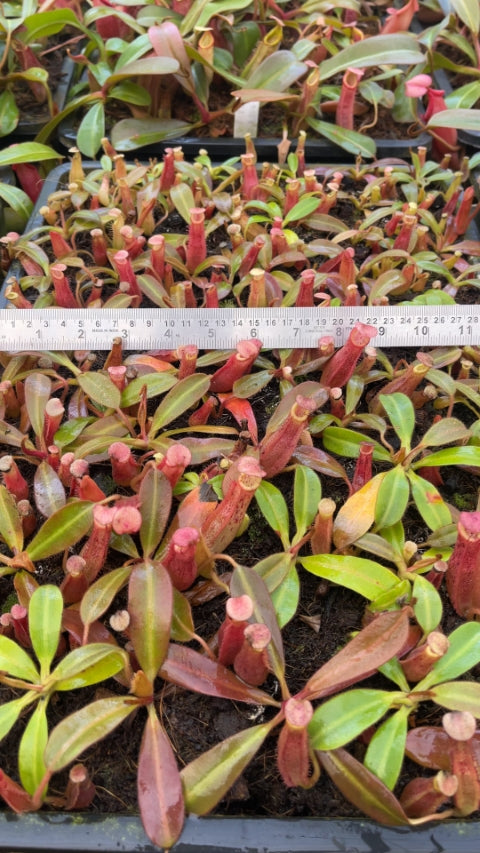 N. veitchii x (burbidgeae x edwardsiana) - assorted clones: BE-4053 *Pre-Order*