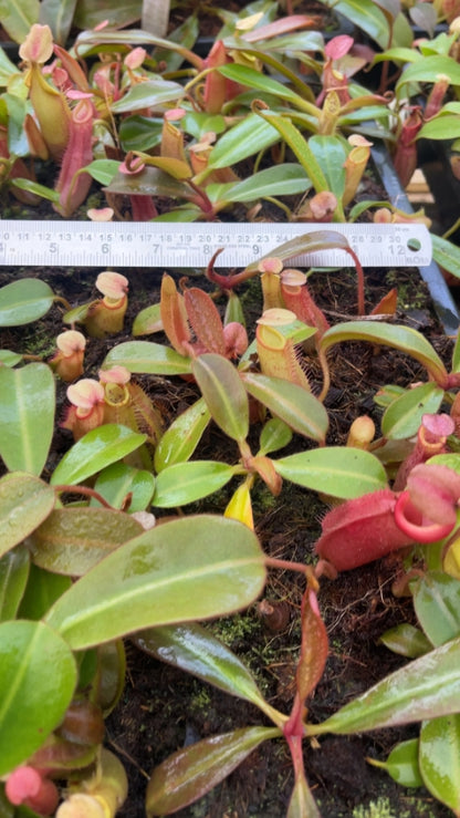 N. veitchii x (burbidgeae x edwardsiana) - assorted clones: BE-4053 *Pre-Order*