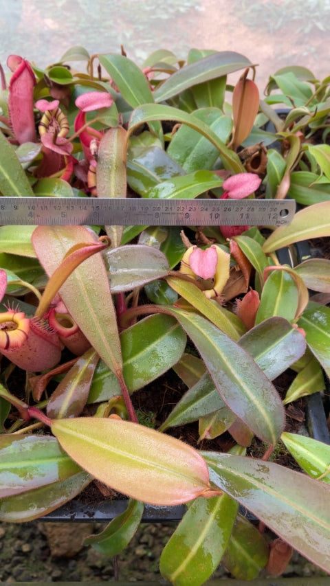 N. veitchii x (burbidgeae x edwardsiana) - assorted clones: BE-4053 *Pre-Order*