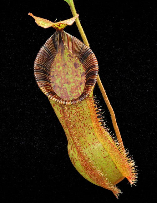 N. hamata x (veitchii x lowii) - assorted clones: BE-4057
