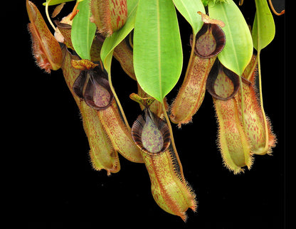 N. hamata x (veitchii x lowii) - assorted clones: BE-4057 *Pre-Order*