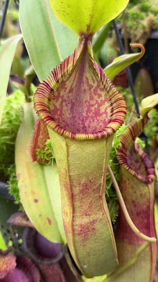 N. hamata x (veitchii x lowii) - assorted clones: BE-4057 *Pre-Order*