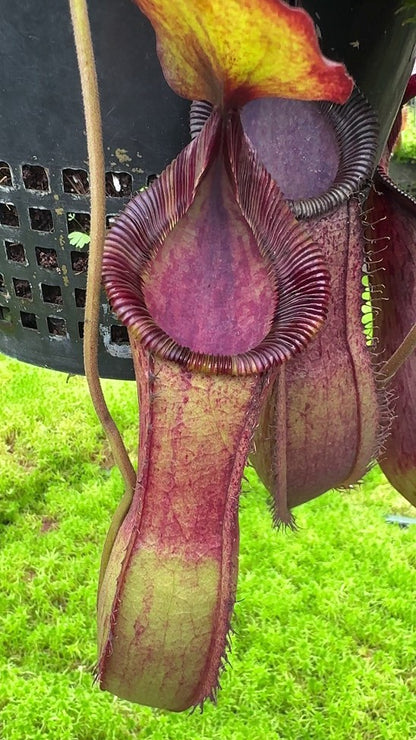 N. hamata x (veitchii x lowii) - assorted clones: BE-4057 *Pre-Order*