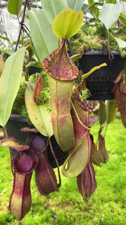 N. hamata x (veitchii x lowii) - assorted clones: BE-4057 *Pre-Order*