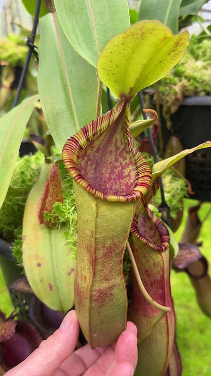 N. hamata x (veitchii x lowii) - assorted clones: BE-4057 *Pre-Order*