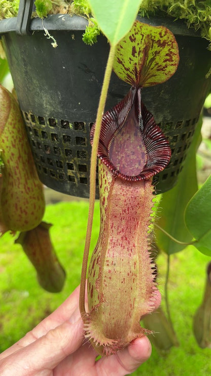N. hamata x (veitchii x lowii) - assorted clones: BE-4057 *Pre-Order*