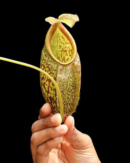 N. gymnamphora – Talakmau - assorted clones: BE-4059 *Pre-Order*