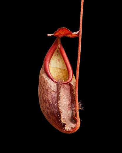 N. gymnamphora – Talakmau - assorted clones: BE-4059 *Pre-Order*