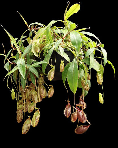 N. gymnamphora – Talakmau - assorted clones: BE-4059 *Pre-Order*