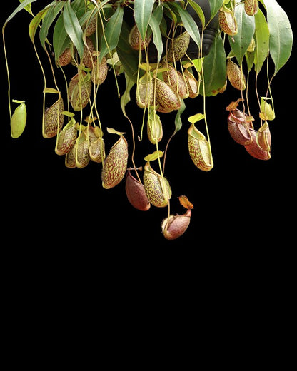 N. gymnamphora – Talakmau - assorted clones: BE-4059 *Pre-Order*