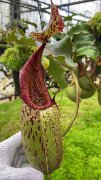 N. veitchii x maxima - assorted clones: BE-4061 *Pre-Order*