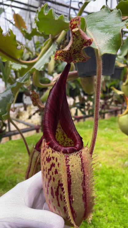 N. veitchii x maxima - assorted clones: BE-4061 *Pre-Order*