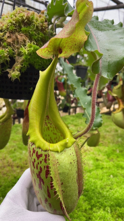 N. veitchii x maxima - assorted clones: BE-4061 *Pre-Order*