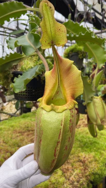 N. veitchii x maxima - assorted clones: BE-4061 *Pre-Order*