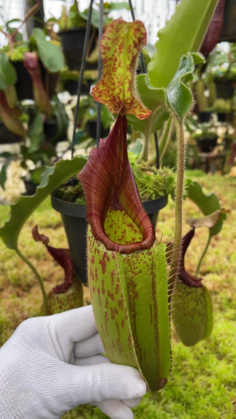 N. veitchii x maxima - assorted clones: BE-4061 *Pre-Order*