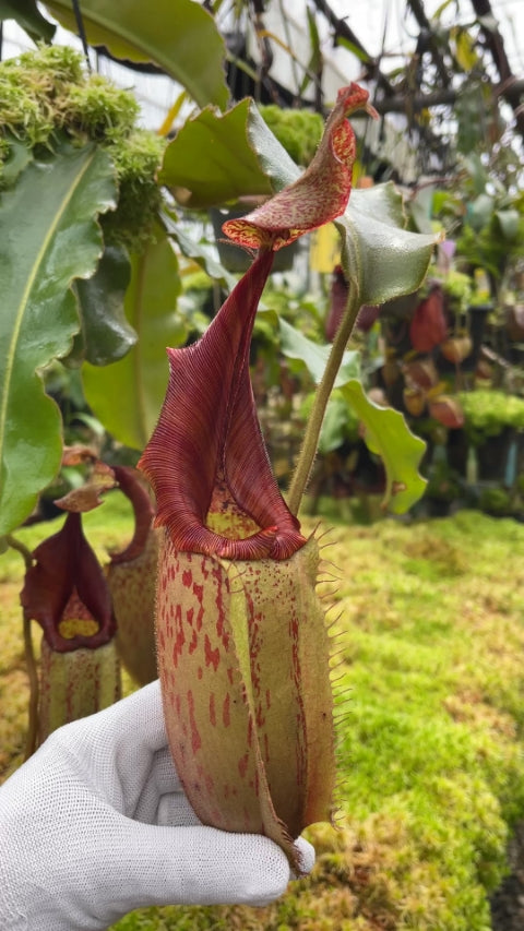 N. veitchii x maxima - assorted clones: BE-4061 *Pre-Order*