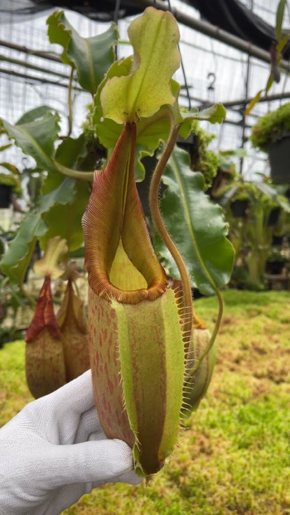 N. veitchii x maxima - assorted clones: BE-4061 *Pre-Order*