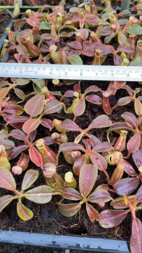 N. veitchii x maxima - assorted clones: BE-4061 *Pre-Order*