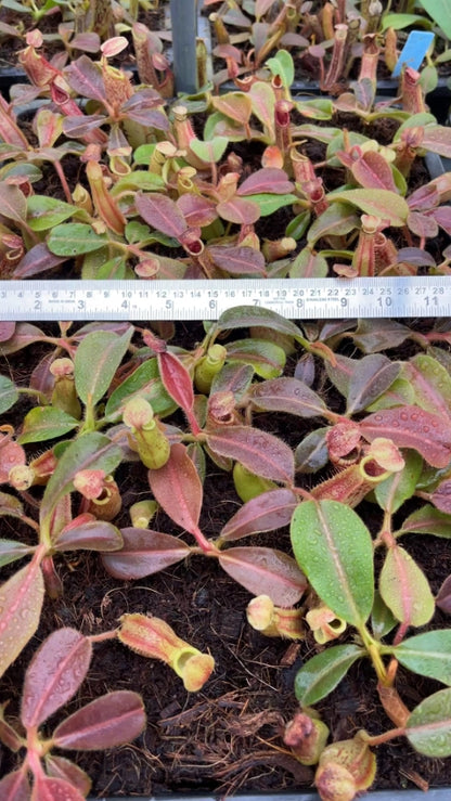N. veitchii x maxima - assorted clones: BE-4061 *Pre-Order*