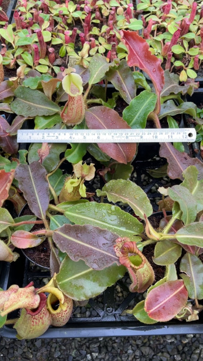 N. veitchii x maxima - assorted clones: BE-4061 *Pre-Order*