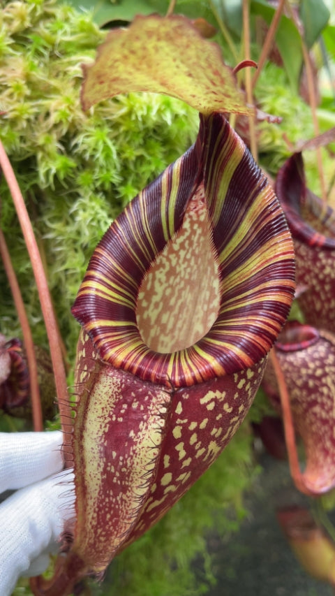 N. talangensis x spectabilis: BE-4063 *Pre-Order*